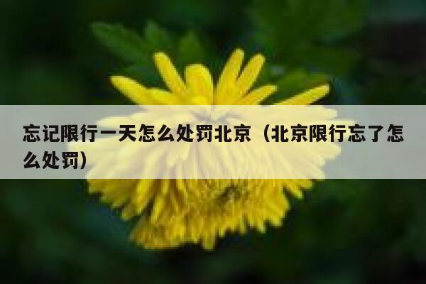 忘记限行一天怎么处罚北京（北京限行忘了怎么处罚） 第1张