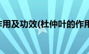 杜仲叶的作用及功效(杜仲叶的作用与功效)