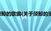 关于须鲸的歌曲(关于须鲸的资料)