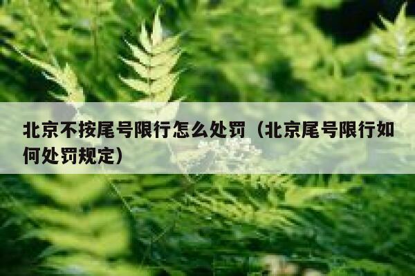 北京不按尾号限行怎么处罚（北京尾号限行如何处罚规定） 第1张