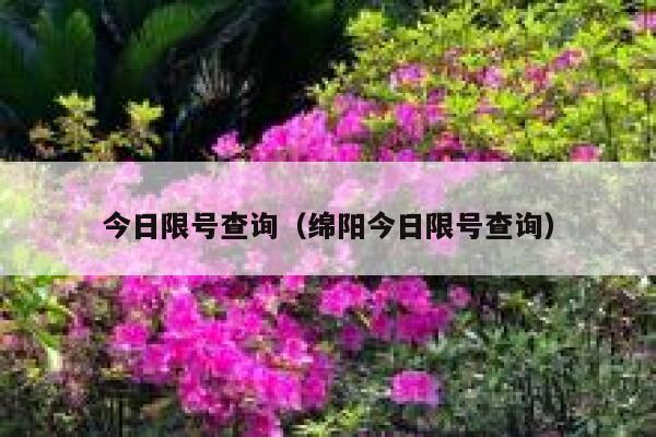 今日限号查询（绵阳今日限号查询） 第1张