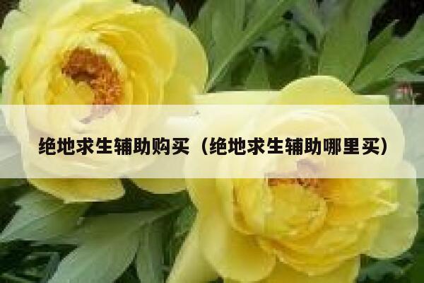 绝地求生辅助购买（绝地求生辅助哪里买） 第1张