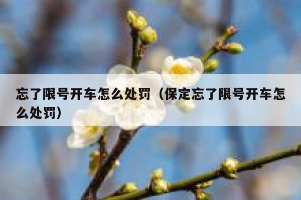 忘了限号开车怎么处罚（保定忘了限号开车怎么处罚） 第1张