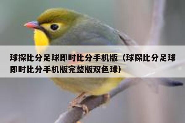 球探比分足球即时比分手机版（球探比分足球即时比分手机版完整版双色球） 第1张